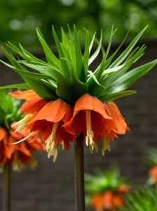 Bulbi Fritillaria - Aurora - 1 bulb