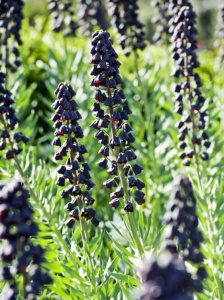 Bulbi Fritillaria - Persica - 1 bulb - Img 2