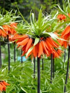 Bulbi Fritillaria - Rubra Maxima - Aqua Flowers - Img 2