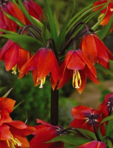 Bulbi Fritillaria - Rubra Red