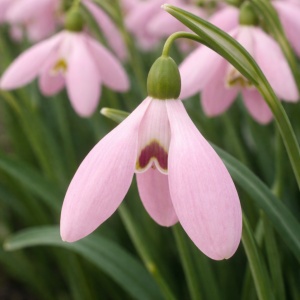 Bulbi Ghiocei – Galanthus Rosy Drop – Pachet 5 Bulbi - Img 2