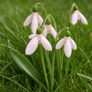 Bulbi Ghiocei – Galanthus Rosy Drop – Pachet 5 Bulbi