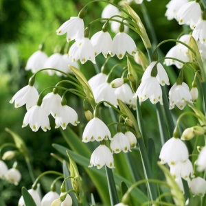 Bulbi Ghiocei - Ghiocei de Vară – Pachet 5 Bulb - Img 2