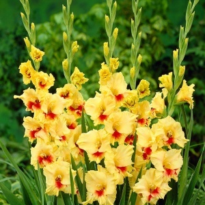 Bulbi Gladiole - Bicolor Jester – Pachet 3 Bulbi