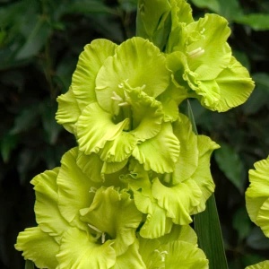 Bulbi Gladiole - Green Star – Pachet 3 Bulb
