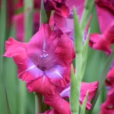 Bulbi Gladiole - Lumiere – Pachet 3 Bulbi - Img 2