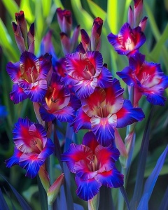 Bulbi Gladiole - Royal Flame – Pachet 5 Bulbi