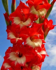 Bulbi Gladiole - Sparkler – Pachet 3 Bulbi - Img 2