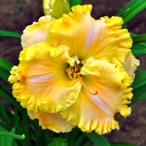 Bulbi Hemerocallis - Golden Buttercream – Pachet 1 Bulb