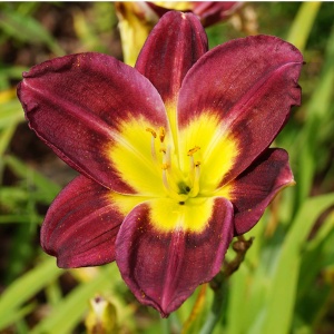 Bulbi Hemerocallis - Night Beacon – Pachet 1 Bulb - Aqua Flowers - Img 2