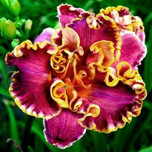 Bulbi Hemerocallis - Raspberry Gold Ruffles – Pachet 1 Bulb