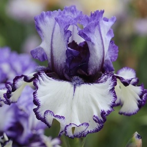 Bulbi Iris Germanica - Blue Staccato – Pachet 1 Bulb