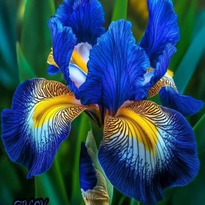 Bulbi Iris Germanica - Blue Sunrise – Pachet 1 Bulb