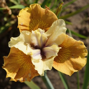 Bulbi Iris Sibirica - Colonel Mustard – Pachet 1 Bulb