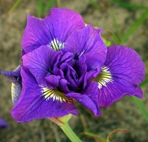 Bulbi Iris Sibirica - Double Standard – Pachet 1 Bulb - Aqua Flowers - Img 2