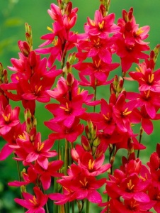 Bulbi Ixia - Venus - Pachet 10 Bulbi