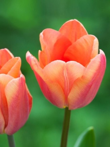 Bulbi Lalele Apricot Foxx – Pachet 5 Bulbi - Img 3