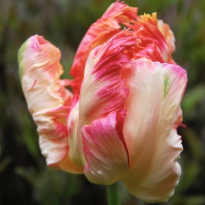 Bulbi Lalele Apricot Parrot – Pachet 5 Bulbi - Img 2