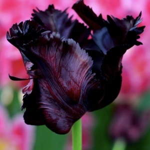 Bulbi Lalele Black Parrot – Pachet 3 Bulbi