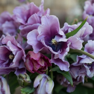 Bulbi Lalele Blue Parrot – Pachet 5 Bulbi - Img 3