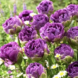 Bulbi Lalele Blue Wow – Pachet 5 Bulbi pentru Flori Duble, Violet-Argintiu - Img 3