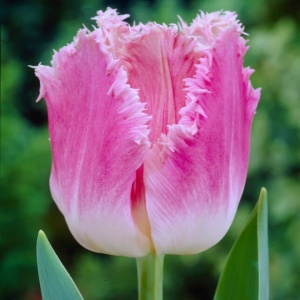 Bulbi Lalele Dallas – Pachet 5 Bulbi