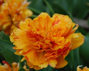 Bulbi Lalele Double Beauty of Apeldoorn – Pachet 5 Bulbi - Img 2