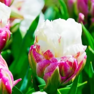 Bulbi Lalele Double Polar – Pachet 5 Bulbi - Img 2