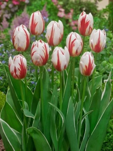 Bulbi Lalele Happy Generation – Pachet 5 Bulbi - Img 3