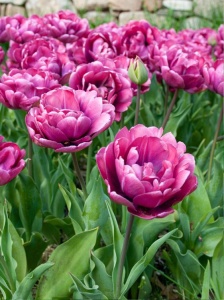 Bulbi Lalele Rosy Diamond– Pachet 5 Bulbi - Img 3