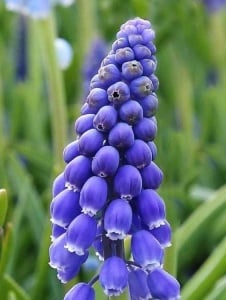 Bulbi Muscari - Americanum Pachet 10 Bulbi - Aqua Flowers - Img 2