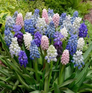 Bulbi Muscari - Multicolor - Pachet Mix 25 Bulbi