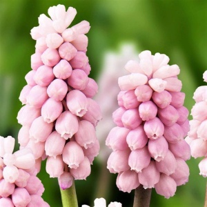 Bulbi Muscari - Pink Sunrise Pachet 5 Bulbi