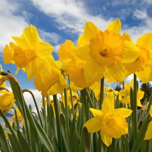 Bulbi Narcise Dutch Master – Pachet 5 Bulbi