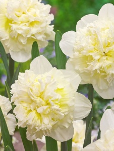 Bulbi Narcise Ice King – Pachet 3 Bulbi