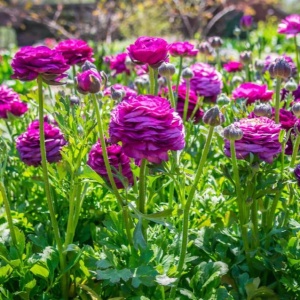 Bulbi Ranunculus – Purple / Violet – Pachet 10 Bulbi - Img 2