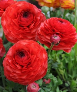 Bulbi Ranunculus Rosu - Piciorul cocosului - Pachet 10 Bulbi - Img 2