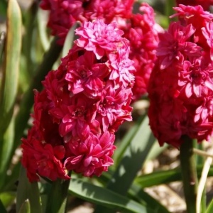 Bulbi Zambile Hollyhock – Pachet 3 Bulbi - Img 3