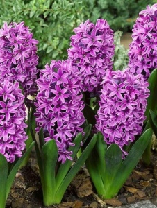 Bulbi Zambile Purple Sensation – Pachet 3 Bulbi - Img 2