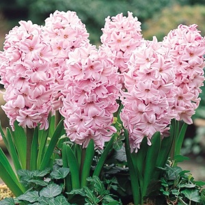 Bulbi Zambile Rosette – Pachet 3 Bulbi