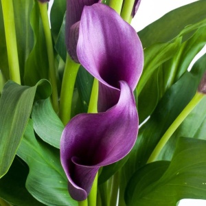 Cală - Regal – Pachet 1 bulb - Aqua Flowers - Img 1