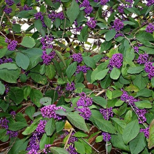 Callicarpa bodinieri Profusion - Ghiveci 2L - Img 2