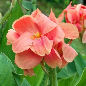 Canna – Miss Oaklahoma - 1 radacina