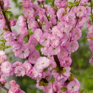 Cireș japonez Prunus Triloba pe picior - Ghiveci - H 90 - 100 m - Img 2