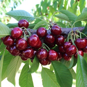 Cireș - Staccato - Anul 2-3 - Rădăcină Ambalată - Img 2