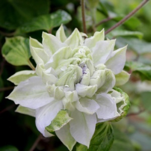 | Clematis - Diamond Ball - Ghiveci - H 30-40 CM