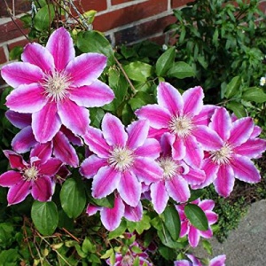 Clematis - Dr. Ruppel - Ghiveci - H 50-70 cm