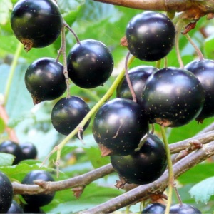 Coacăz Negru Tiania - Tufă Viguroasă cu Fructe Aromate, ghiveci 3l- Aqua Flowers - Img 2