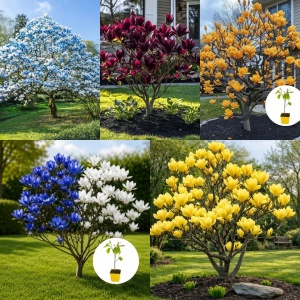 Colecția Premium de Magnolii 5 soiuri spectaculoase pentru grădini de vis