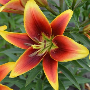 Crin Asiatic Avalon Sunset – Pachet 1 Bulb